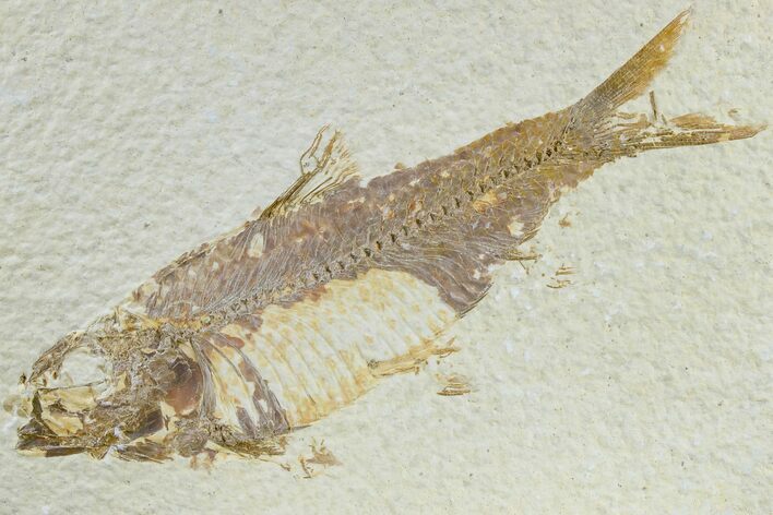 Detailed Fossil Fish (Knightia) - Wyoming #165798